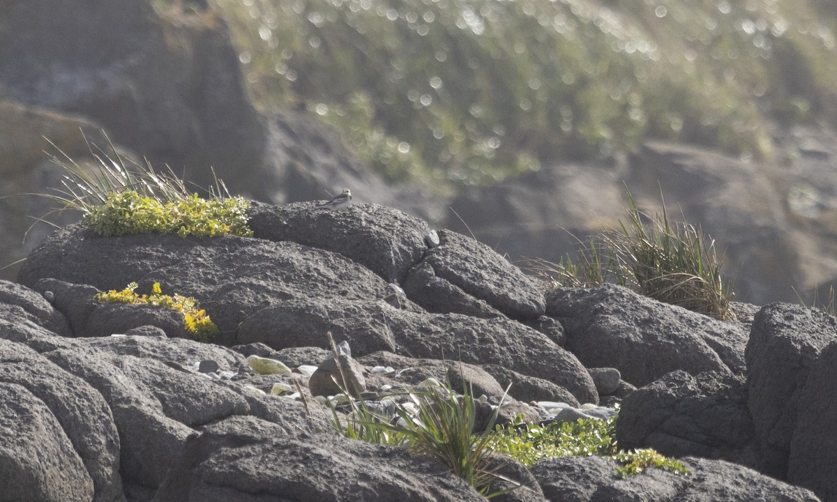 White Wagtail - ML610314671