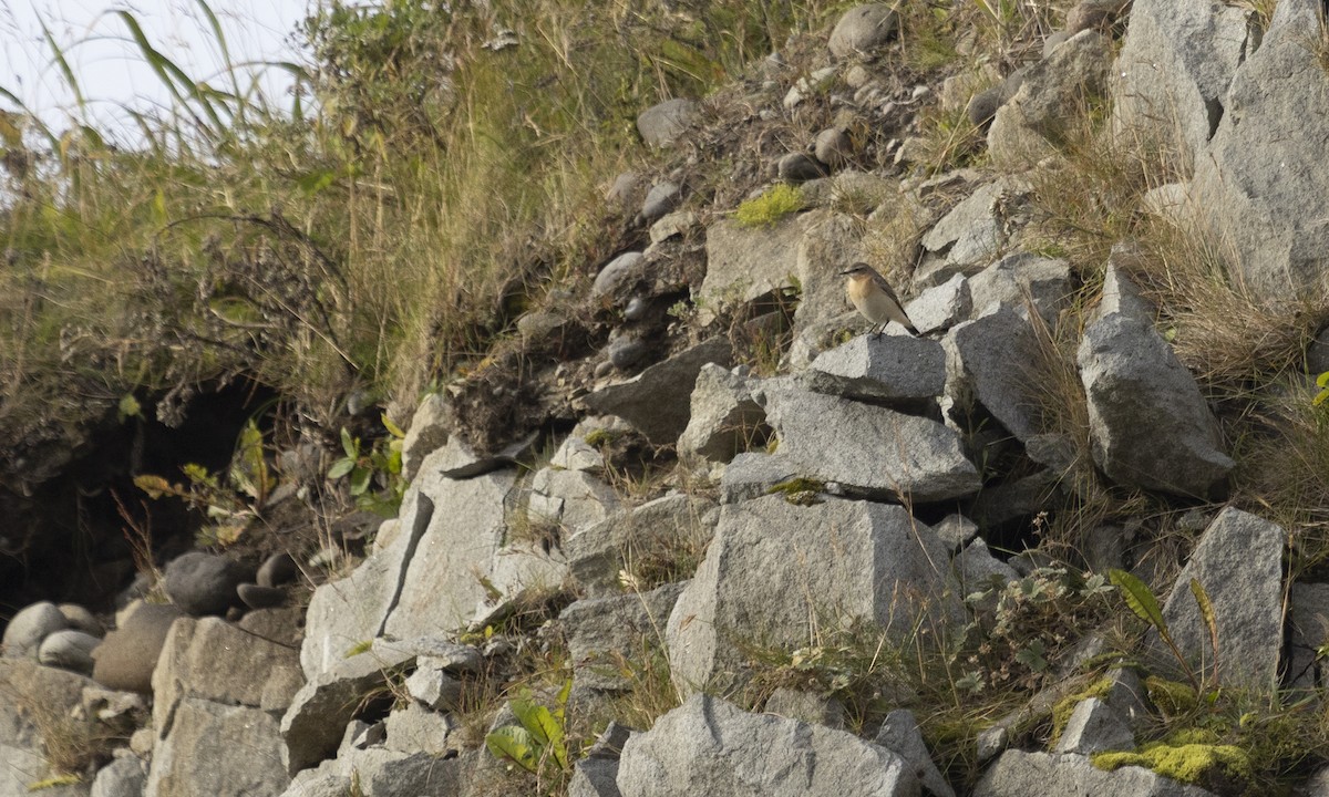 Northern Wheatear - ML610314677