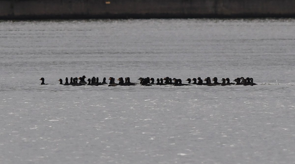 Black Scoter - ML610314680