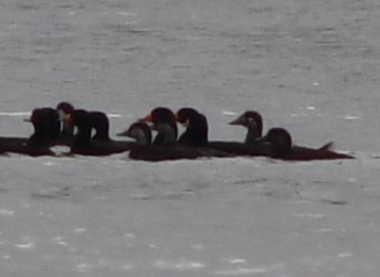 Surf Scoter - ML610314694