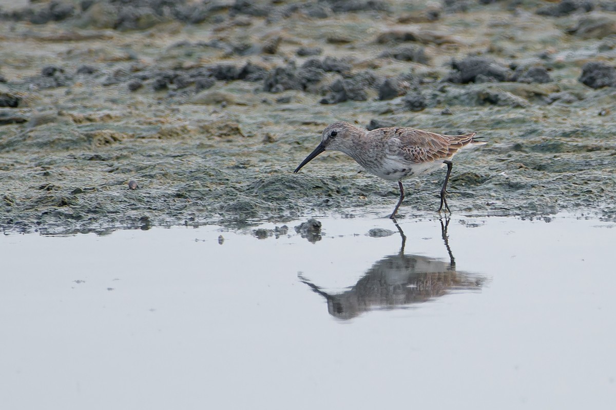 Alpenstrandläufer - ML610314709