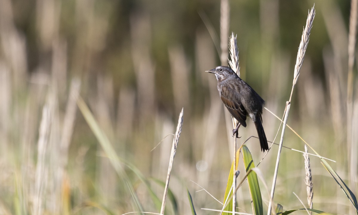 Song Sparrow (sanaka/maxima) - ML610314716