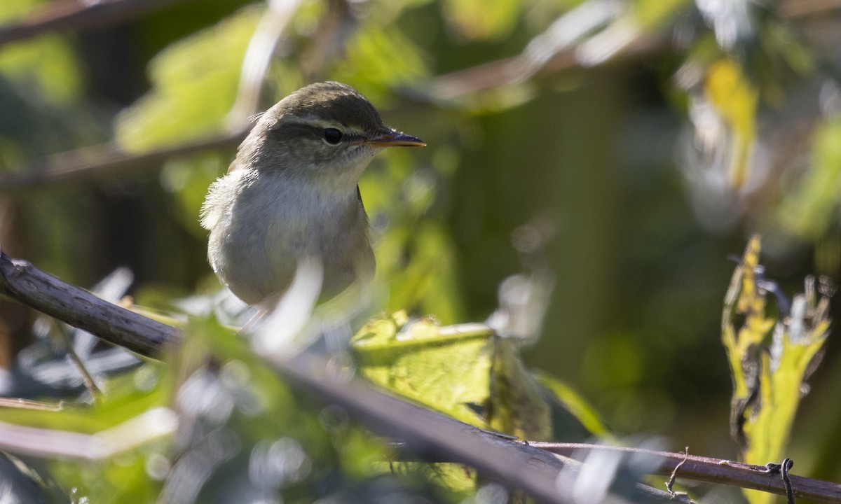 Kamchatka Leaf Warbler - ML610314763