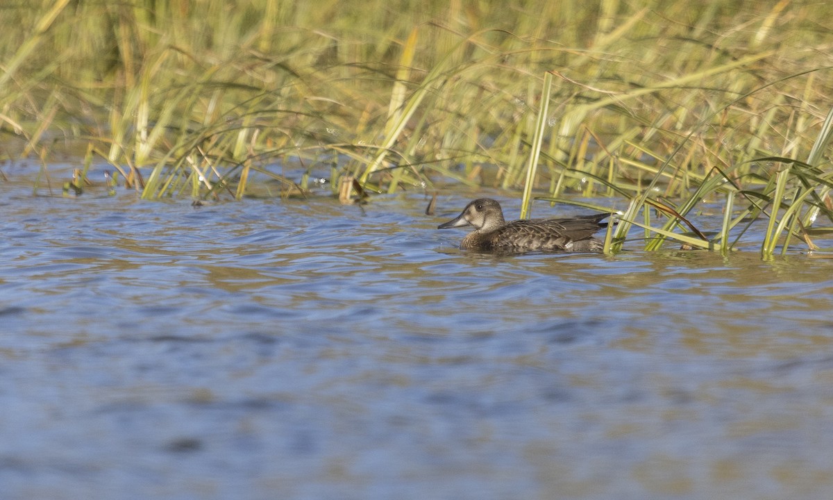 Baikal Teal - ML610314766