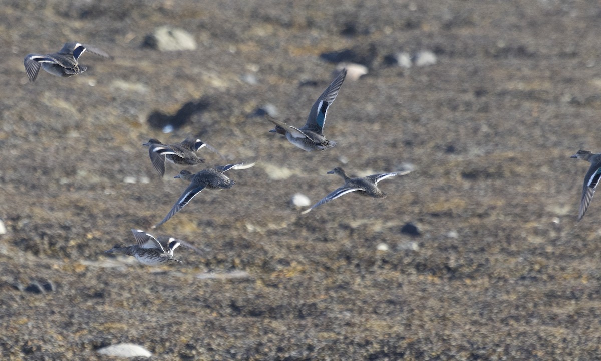 Garganey - ML610314769