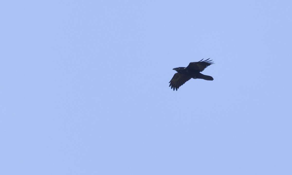 Common Raven - Cal Gesmundo