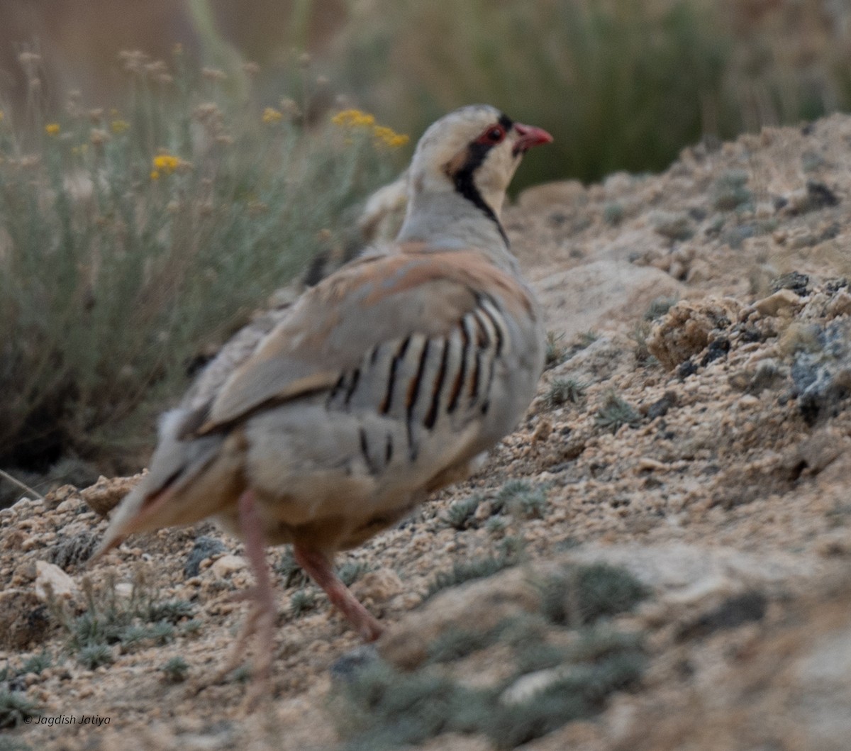 Chukar - Jagdish Jatiya