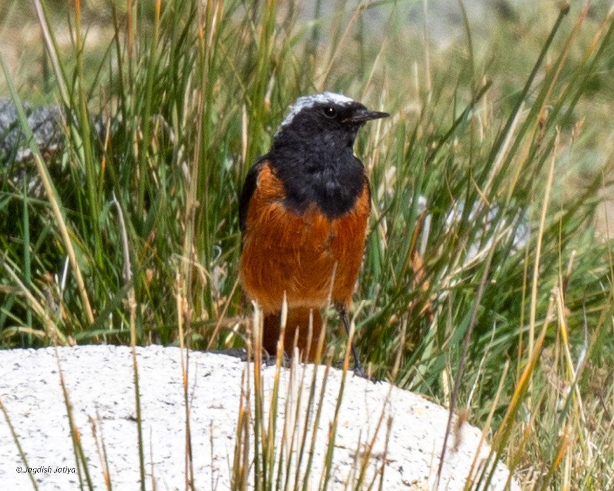 White-winged Redstart - Jagdish Jatiya