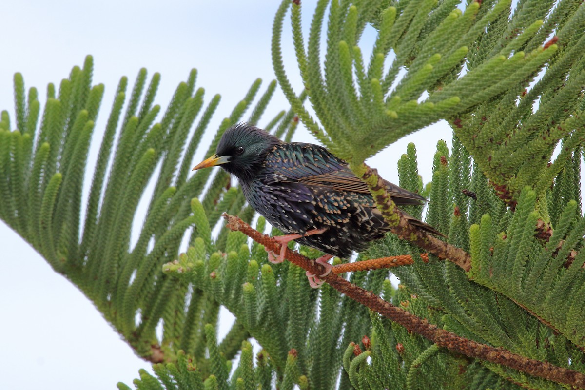 European Starling - ML610314877