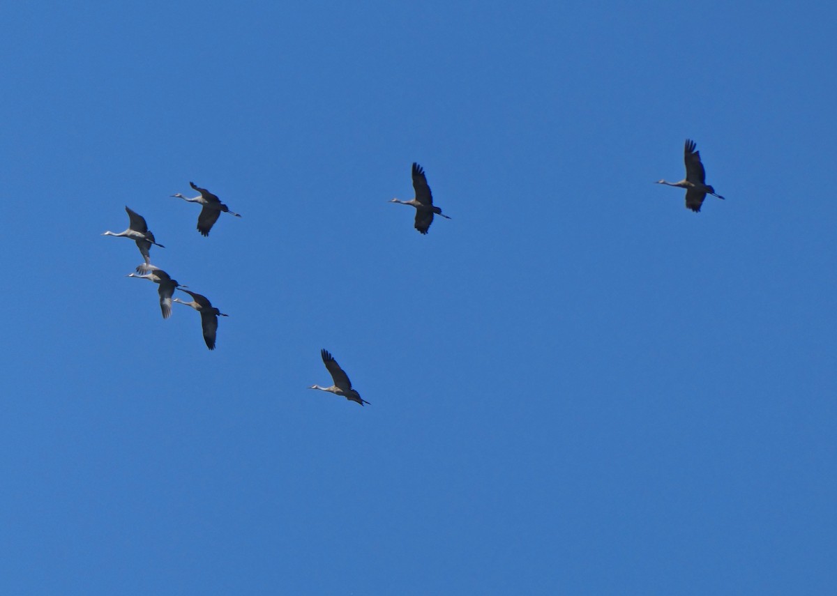 沙丘鶴 - ML610314929