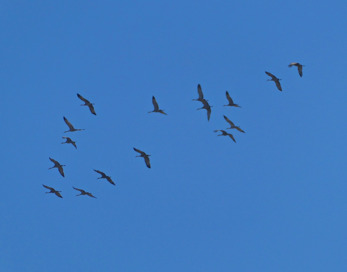 沙丘鶴 - ML610314932