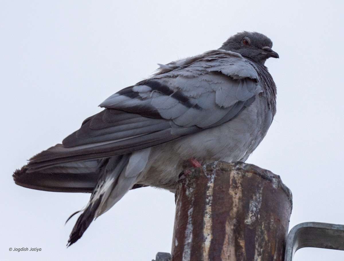 Rock Pigeon (Feral Pigeon) - ML610314934