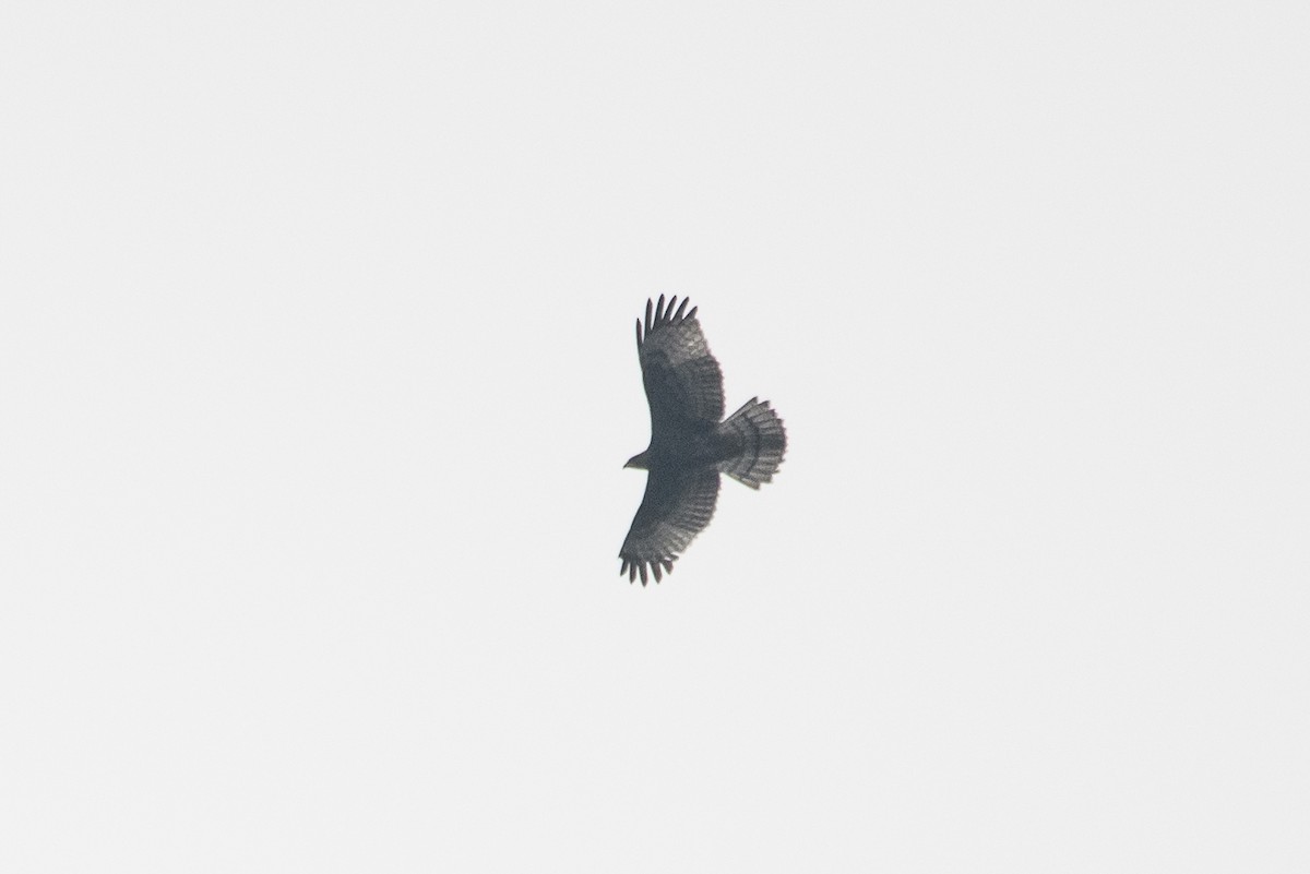 Oriental Honey-buzzard - ML610314941