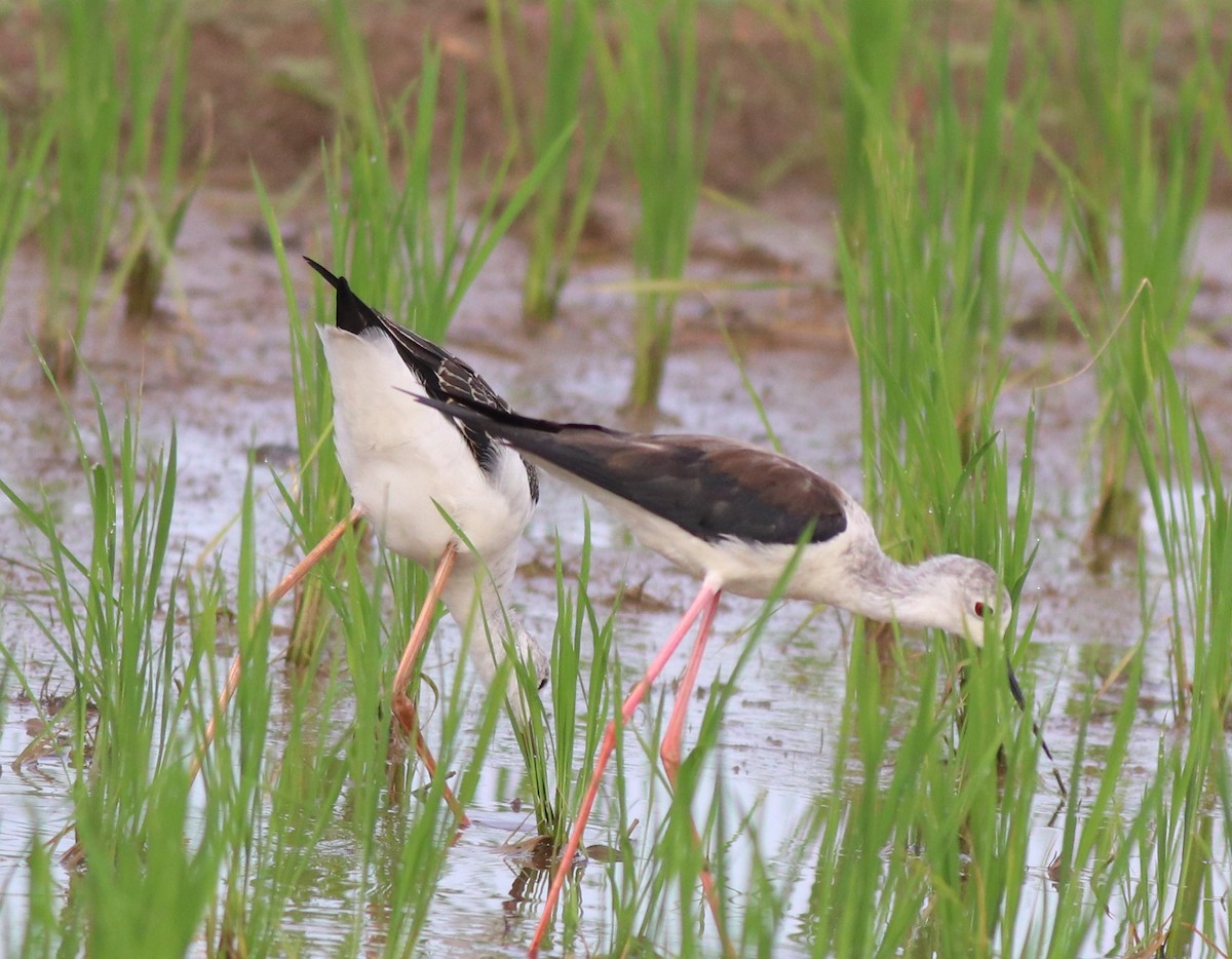 Black-winged Stilt - ML610314953