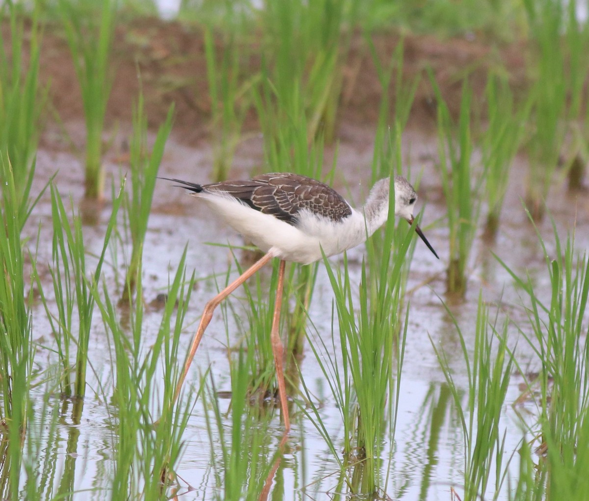 Black-winged Stilt - ML610314956