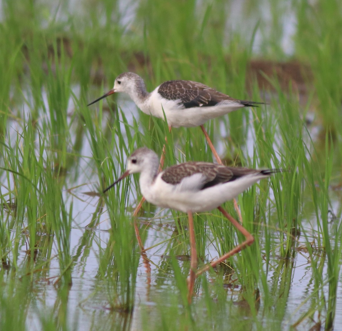 Black-winged Stilt - ML610314958