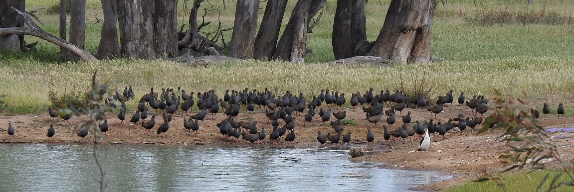 Black-tailed Nativehen - ML610315021