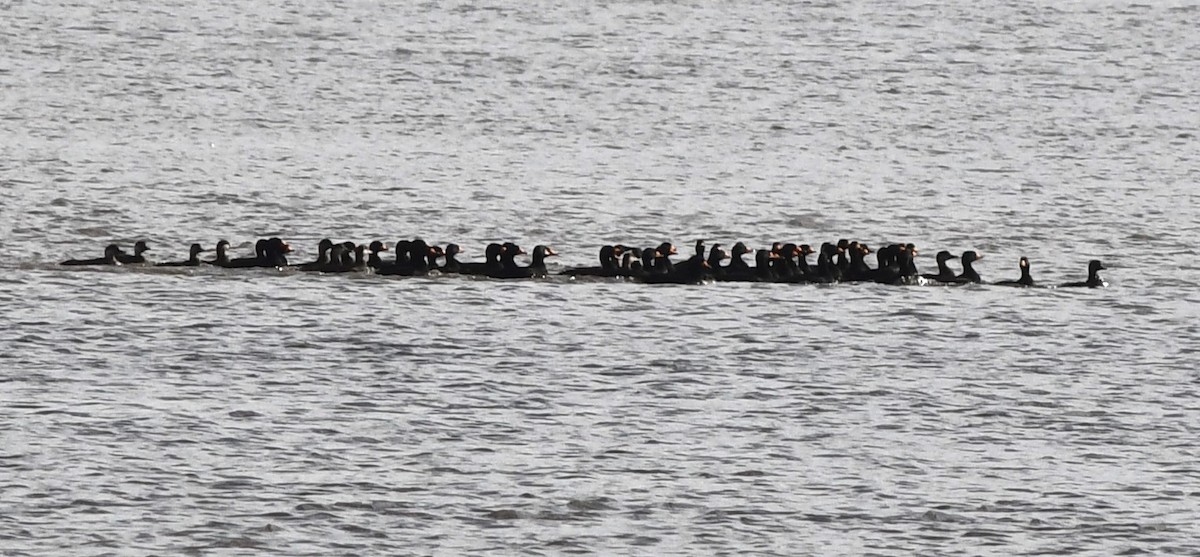 Black Scoter - ML610315024