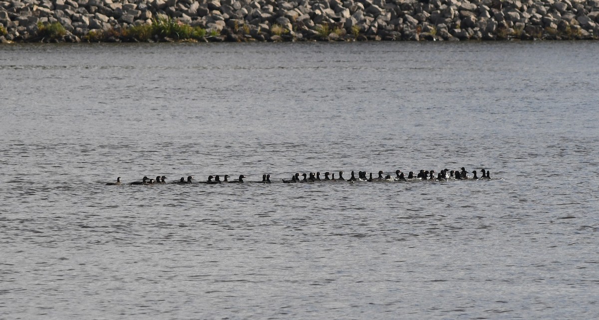 Black Scoter - ML610315025