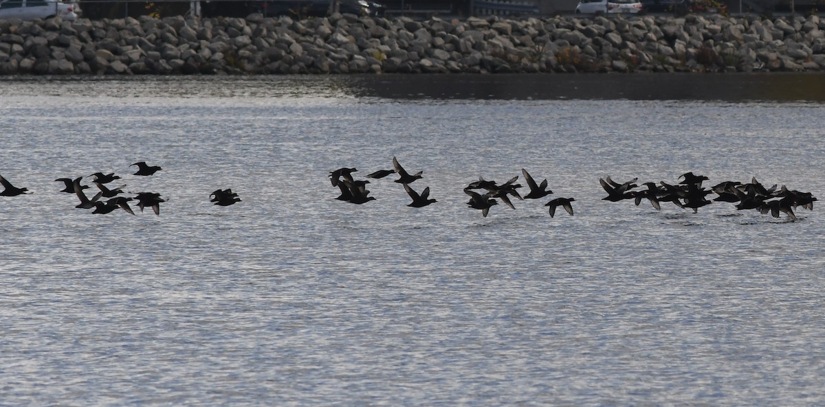 Black Scoter - ML610315028
