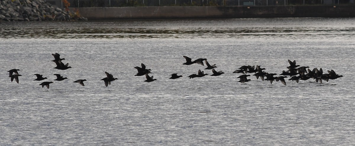Black Scoter - ML610315029