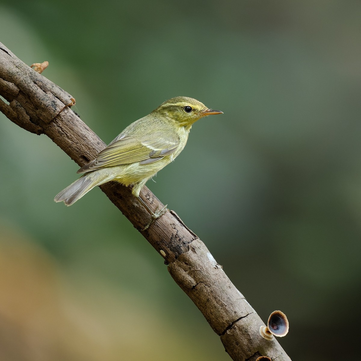 Green Warbler - Gopal Bhaskaran