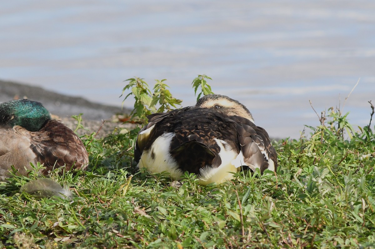 Mallard (Domestic type) - ML610315079