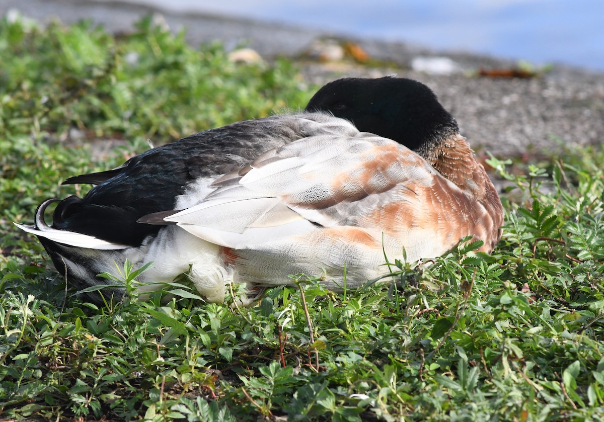 Mallard (Domestic type) - ML610315081