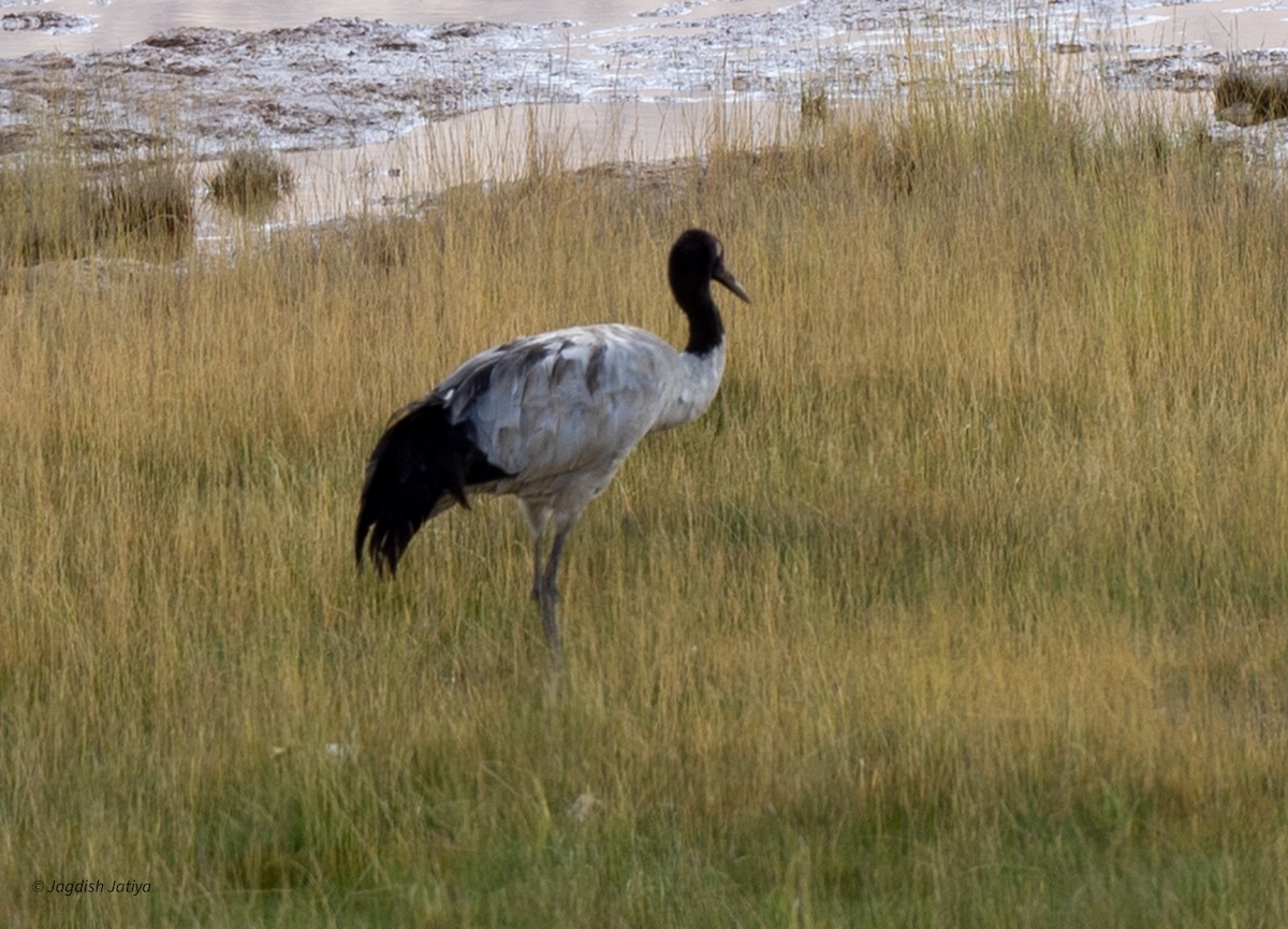 Black-necked Crane - ML610315087