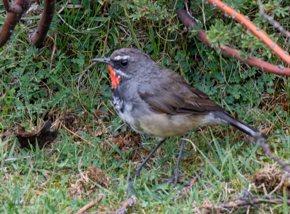 Chinese Rubythroat - ML610315097