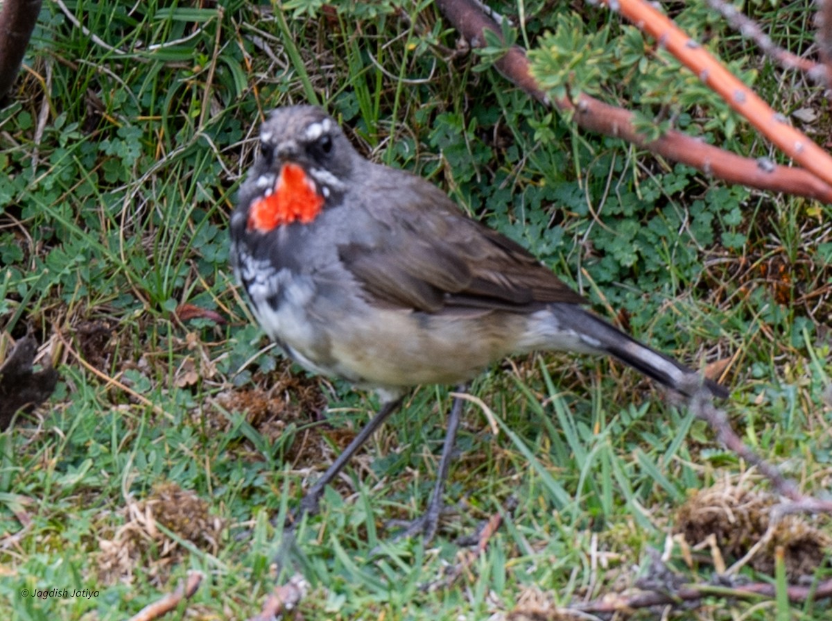 Chinese Rubythroat - ML610315098