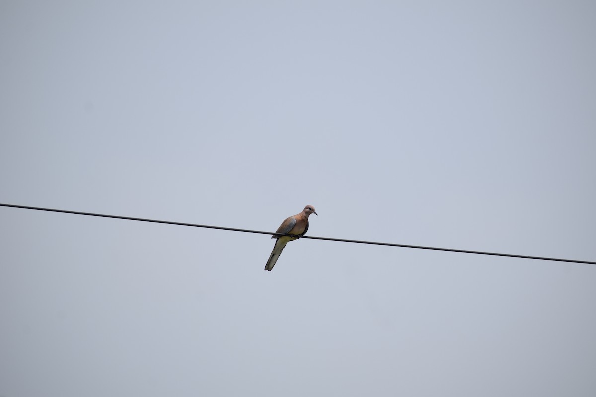 Spotted Dove - ML610315200