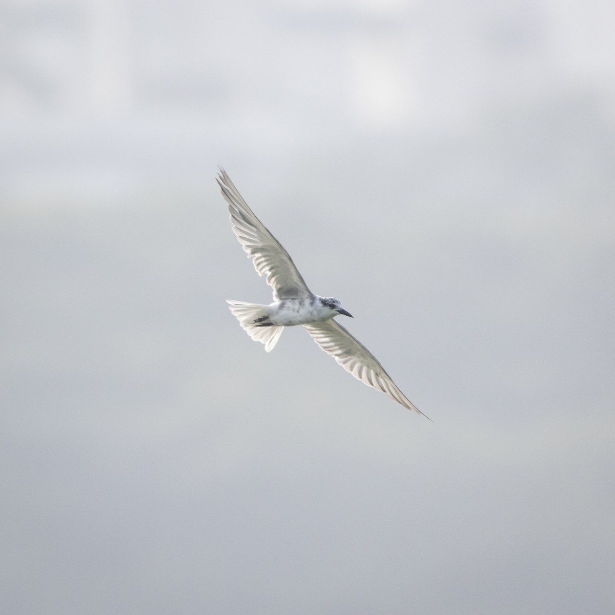 Whiskered Tern - Aditya Sethi