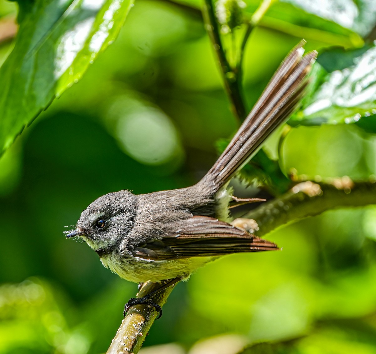 Gray Fantail - ML610315367