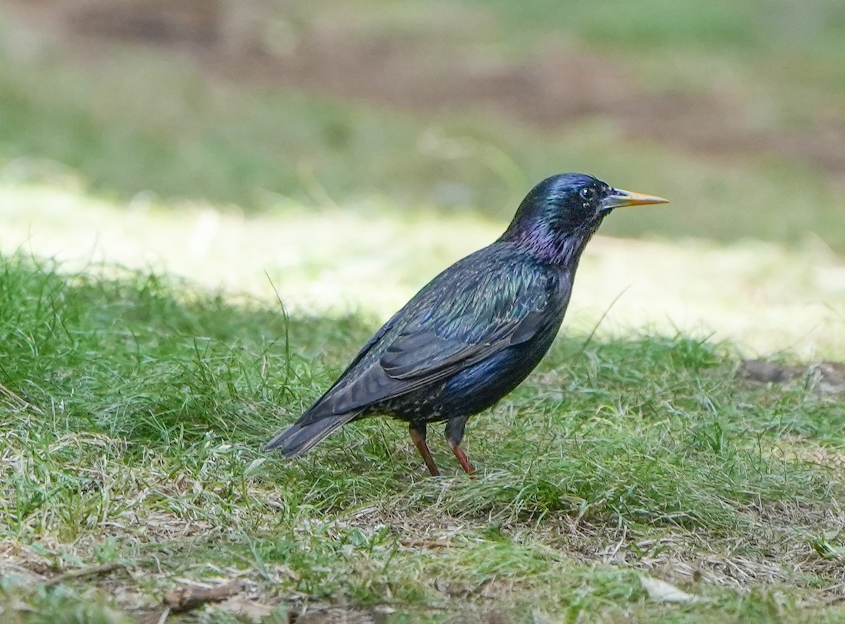 European Starling - ML610315370