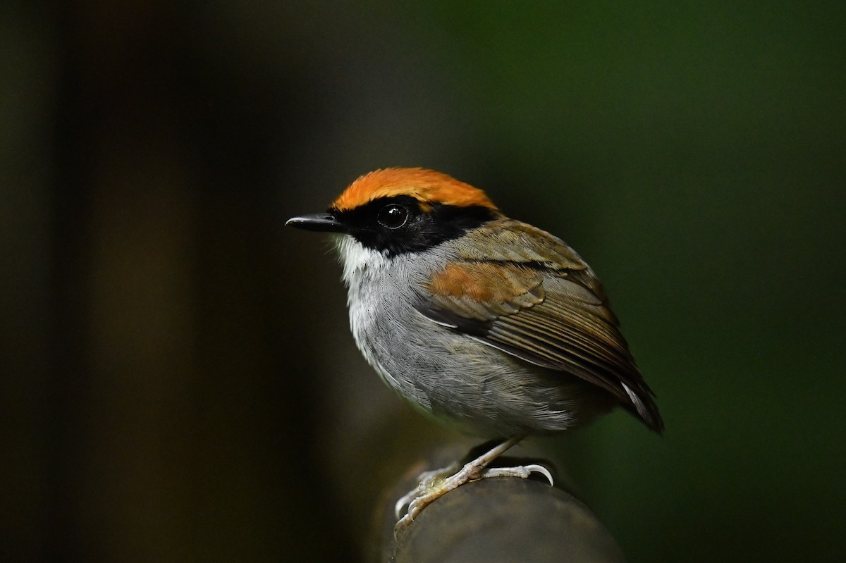 Black-cheeked Gnateater - ML610315383