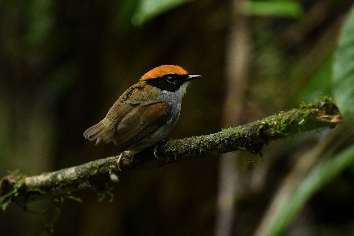 Black-cheeked Gnateater - ML610315410