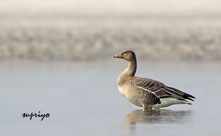 Tundra Bean-Goose - ML610315415