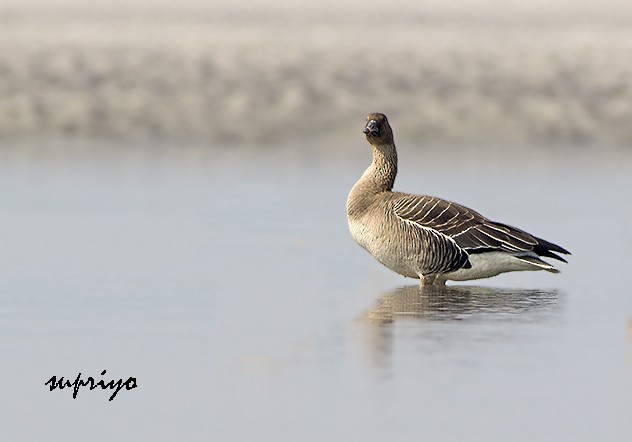 Tundra Bean-Goose - ML610315416