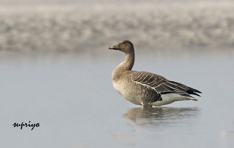 Tundra Bean-Goose - ML610315417