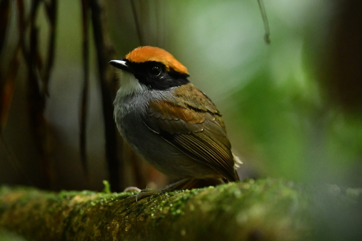 Black-cheeked Gnateater - ML610315445