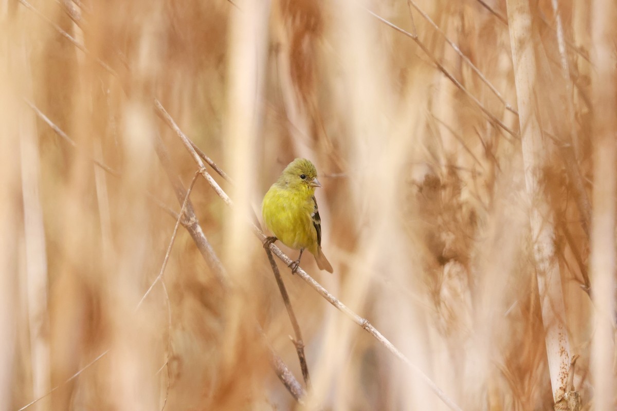 Lesser Goldfinch - ML610315495
