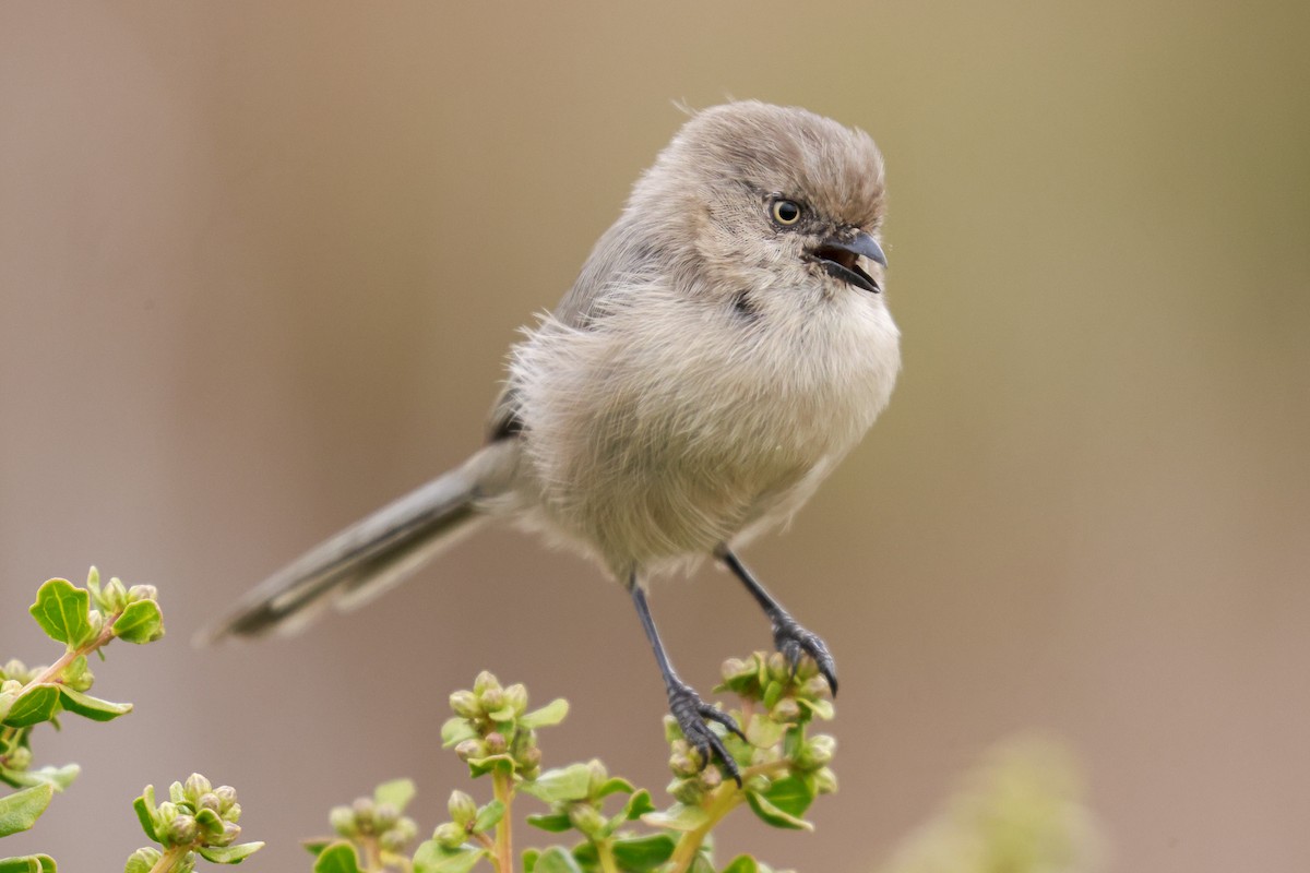 Bushtit - ML610315499