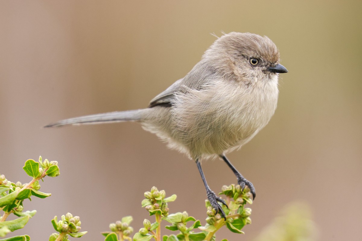 Bushtit - Joey McCracken