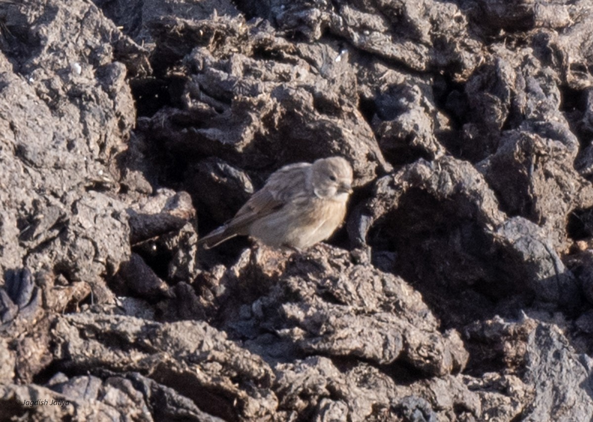 Twite - Jagdish Jatiya