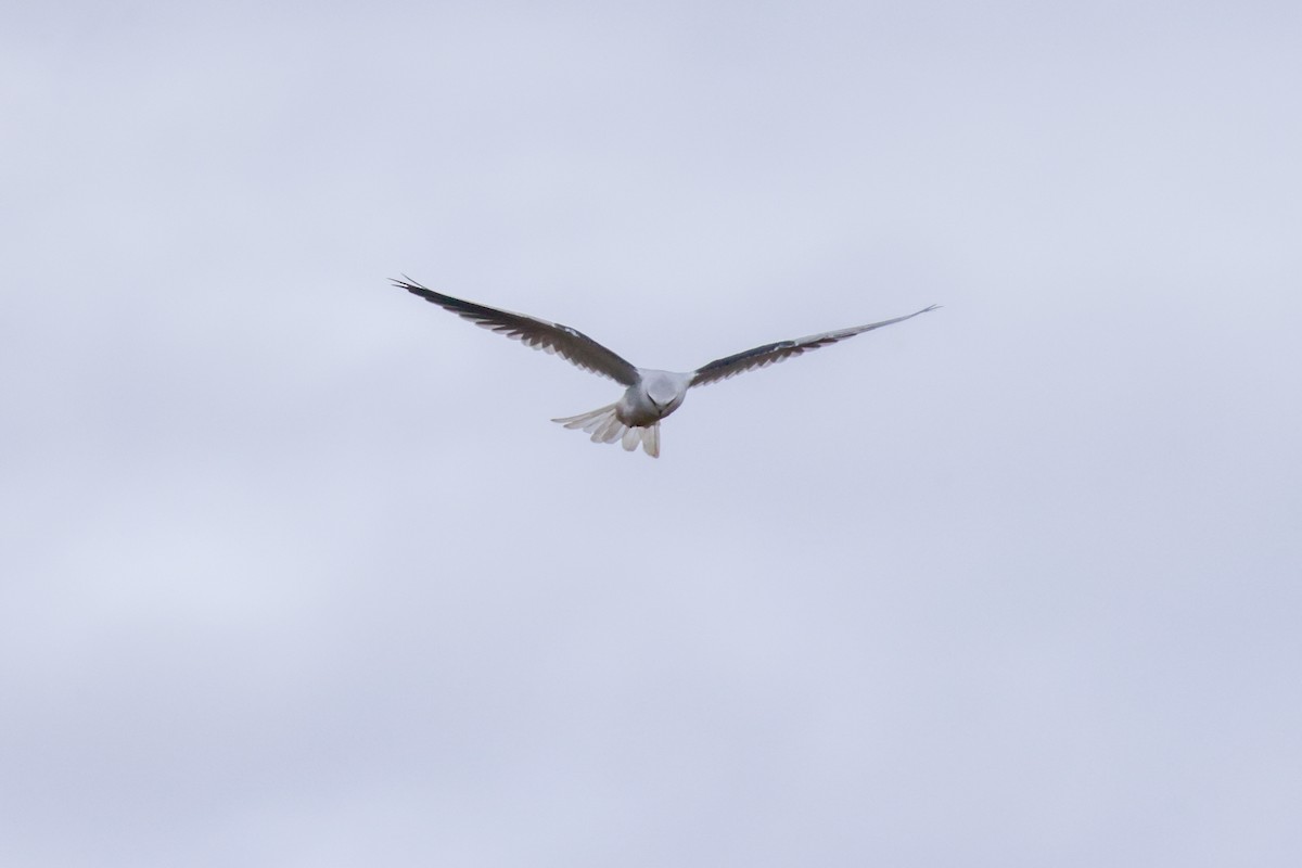 White-tailed Kite - ML610315553
