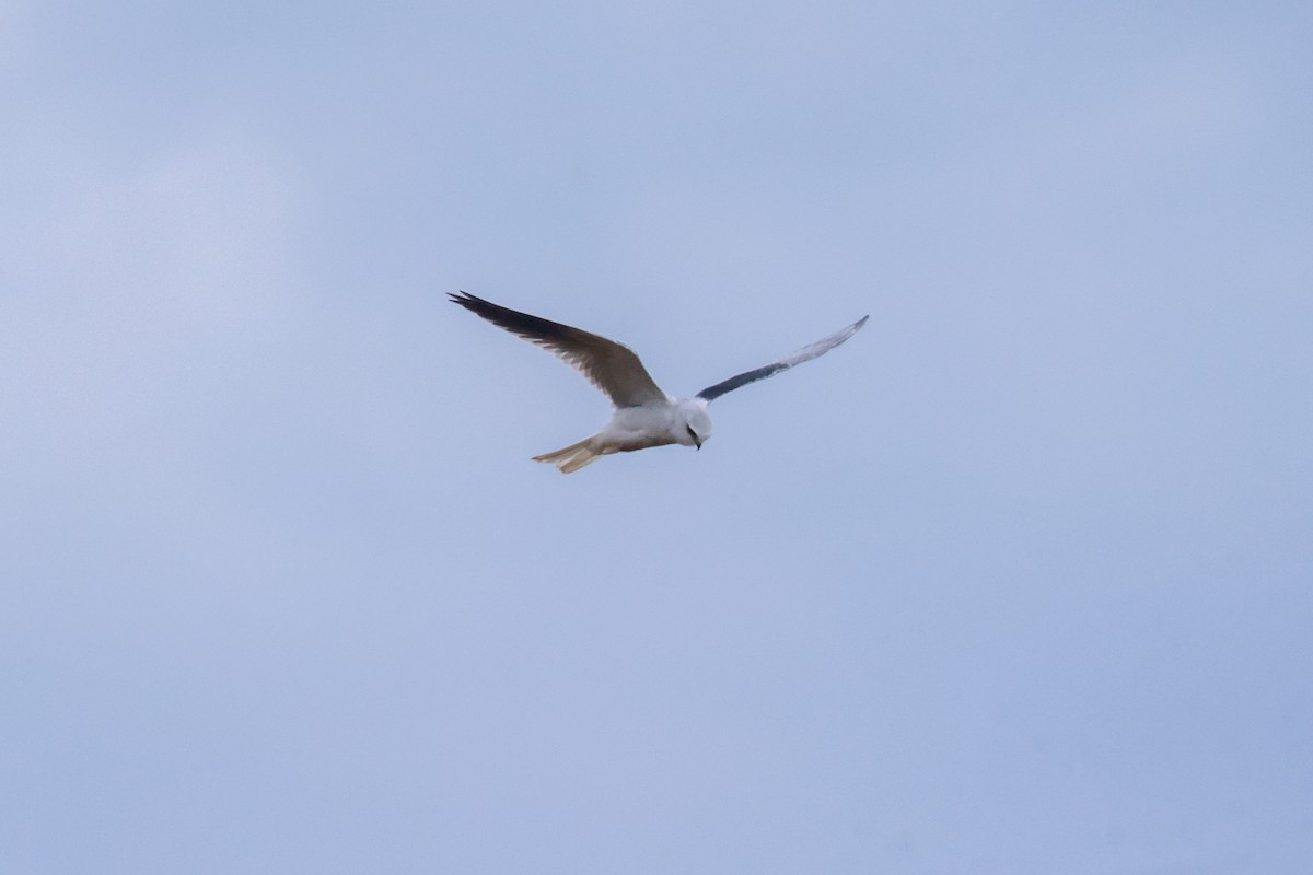 White-tailed Kite - ML610315554