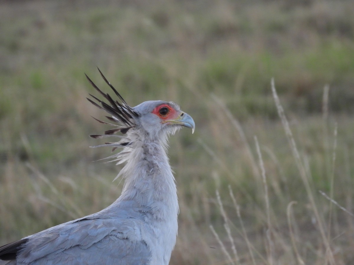 Secretarybird - ML610315639