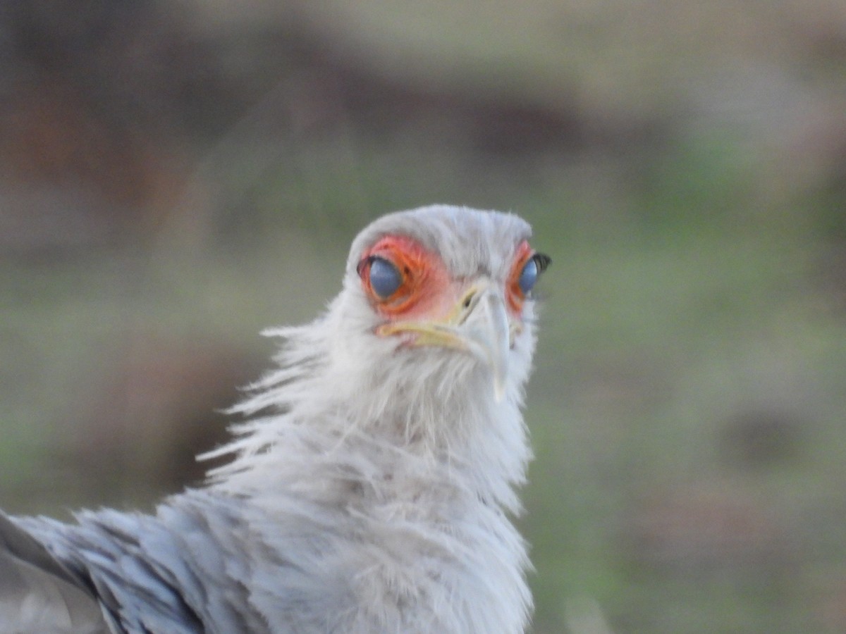 Secretarybird - ML610315640