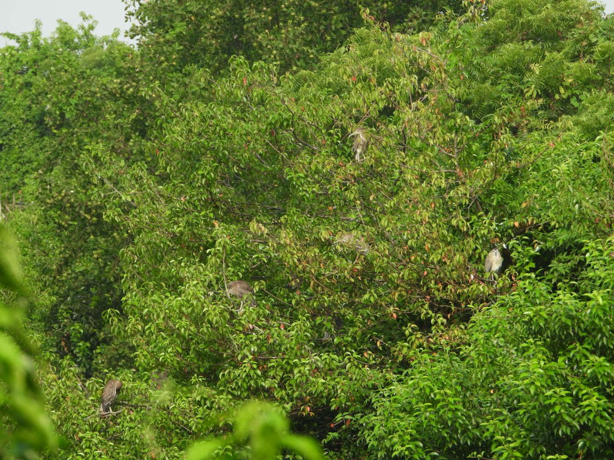 Black-crowned Night Heron - Chaiti Banerjee